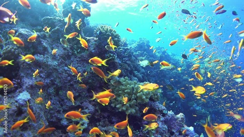 Tropical Fish on Vibrant Coral Reef