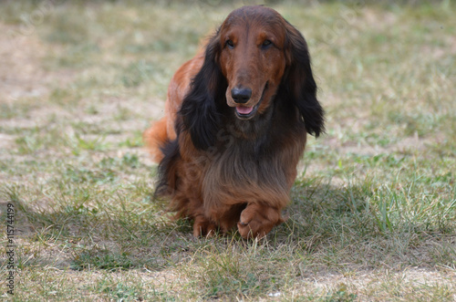 Long Haired Dachshund Dog photo