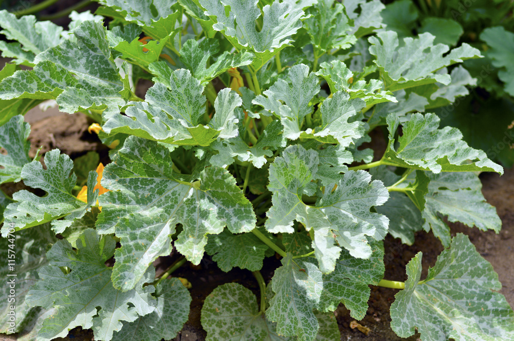 Fototapeta premium Plant squash green