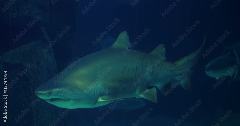 shark swimming in a tank shark swimming in a tank