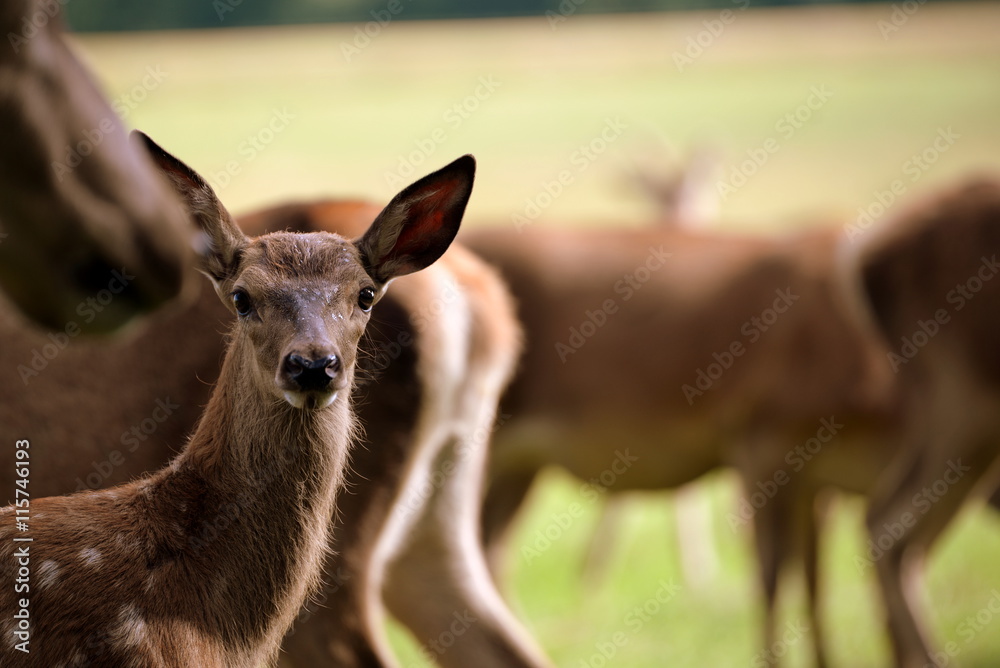 Fototapeta premium im Schutze der Herde, Rotwildkalb zwischen weiblichen Tieren