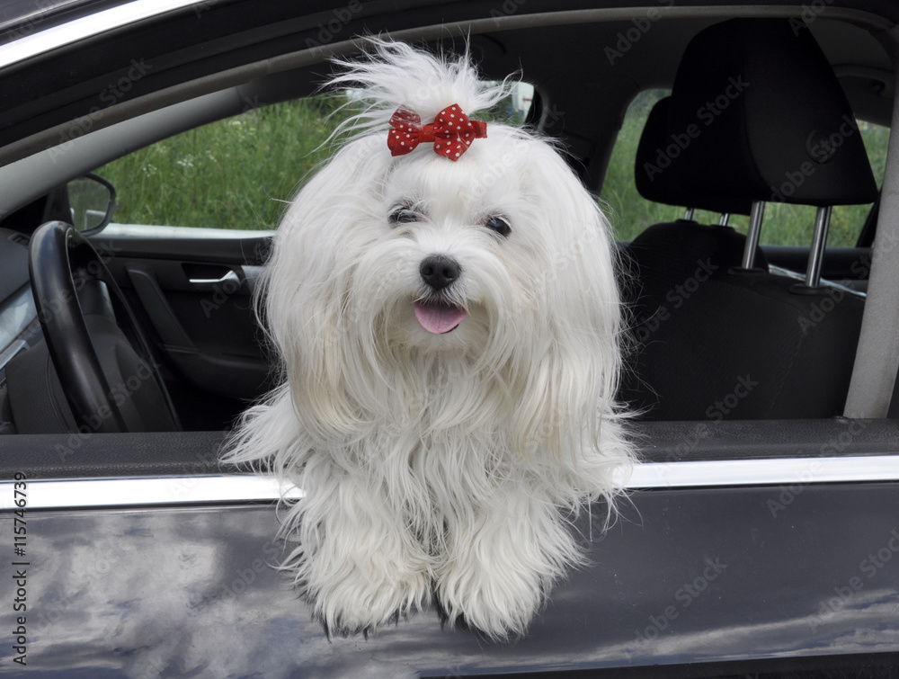 Maltese dog in the car looking out the window Maltese dog in the car looking out the window