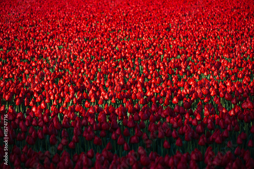 Fototapeta Naklejka Na Ścianę i Meble -  rode tulpen met schaduw