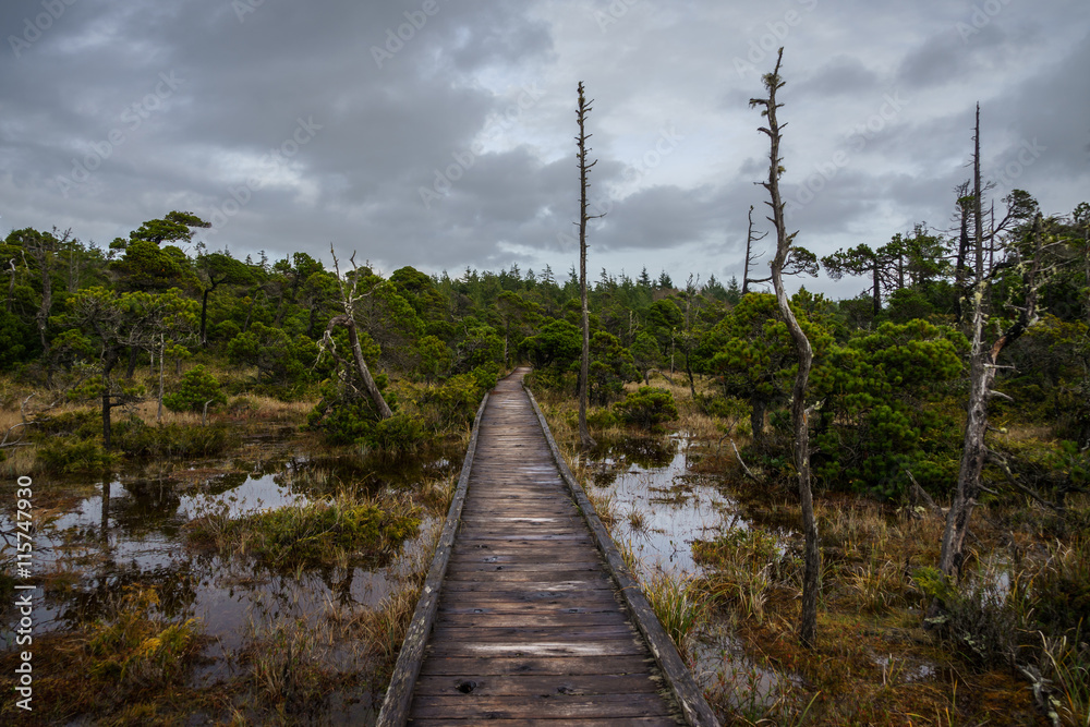 Fototapeta premium Shorepine Bog Trail - Pacific Rim National Park - Vancouver Isla