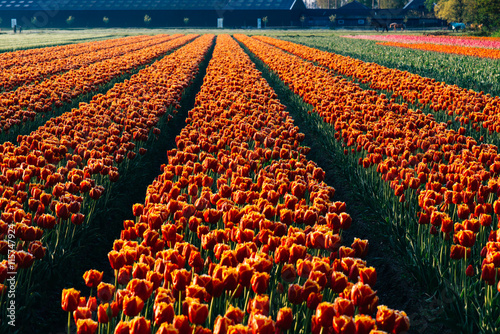 Fototapeta Naklejka Na Ścianę i Meble -  Tulips