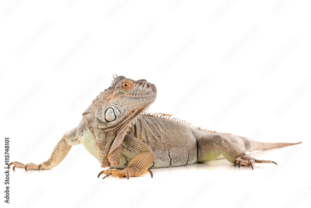 Obraz premium Iguana
