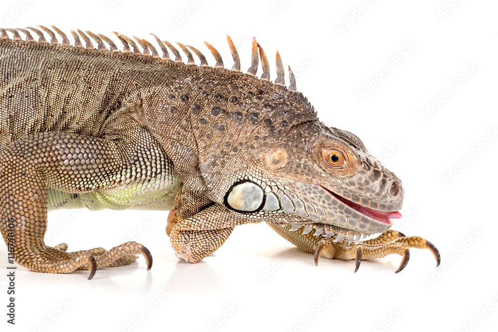Obraz premium Iguana