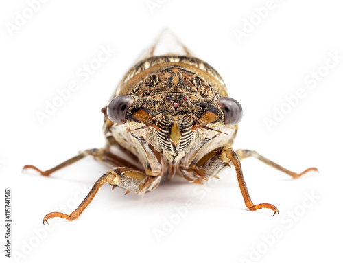 Cicada isolated on white front view
