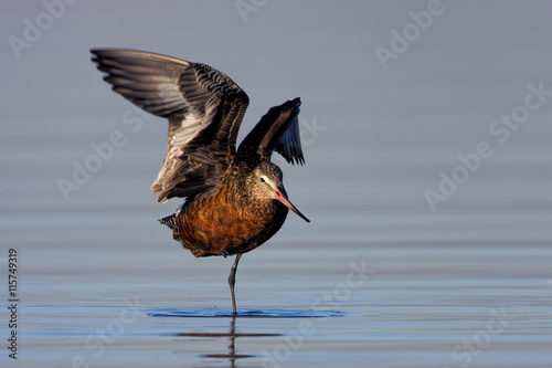 Hudsonian Godwit opening wings over the water photo