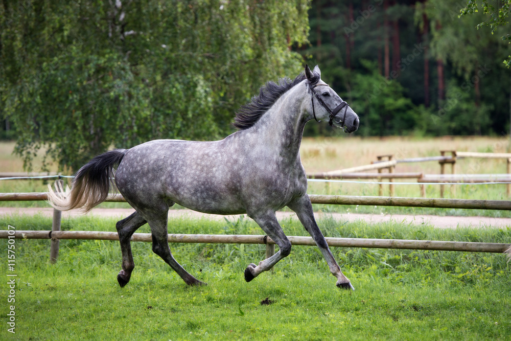 beautiful horse running outdoors in summer - obrazy, fototapety, plakaty 