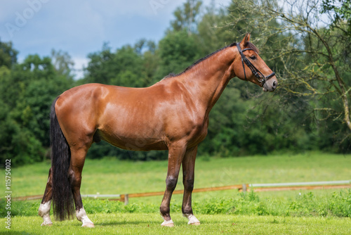 beautiful horse outdoors in summer