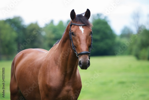 beautiful horse outdoors in summer
