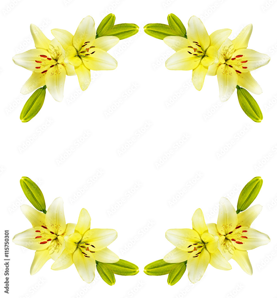 Flower lily isolated on white background. Flower lily isolated on white background.