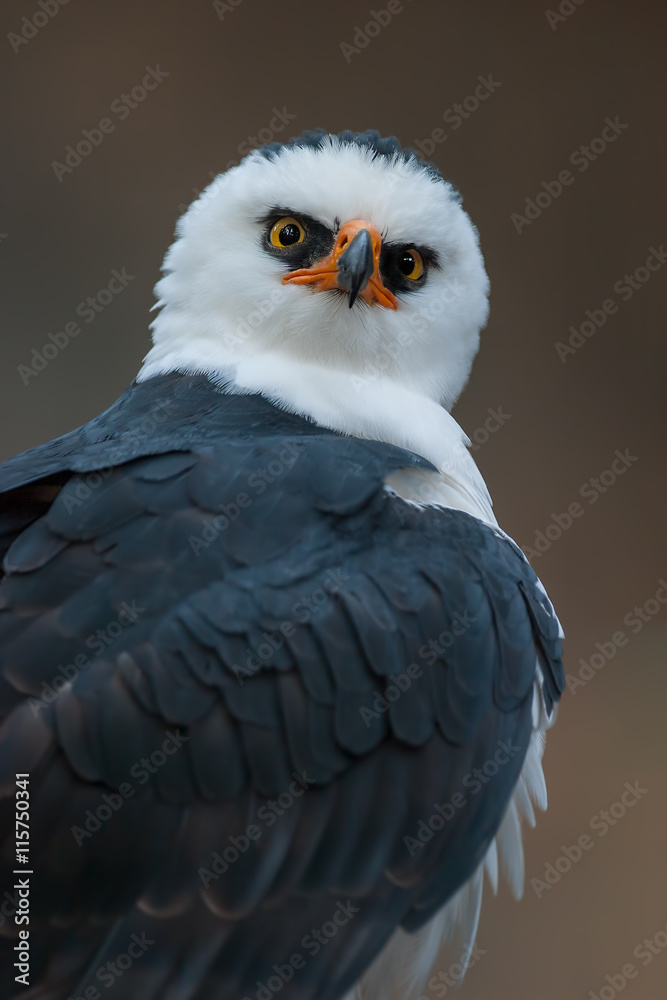 Fototapeta premium Retrato de un √°guila viuda (Spizaetus melanoleucus)