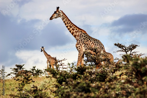 Photography A herd of giraffes in the African savannah .