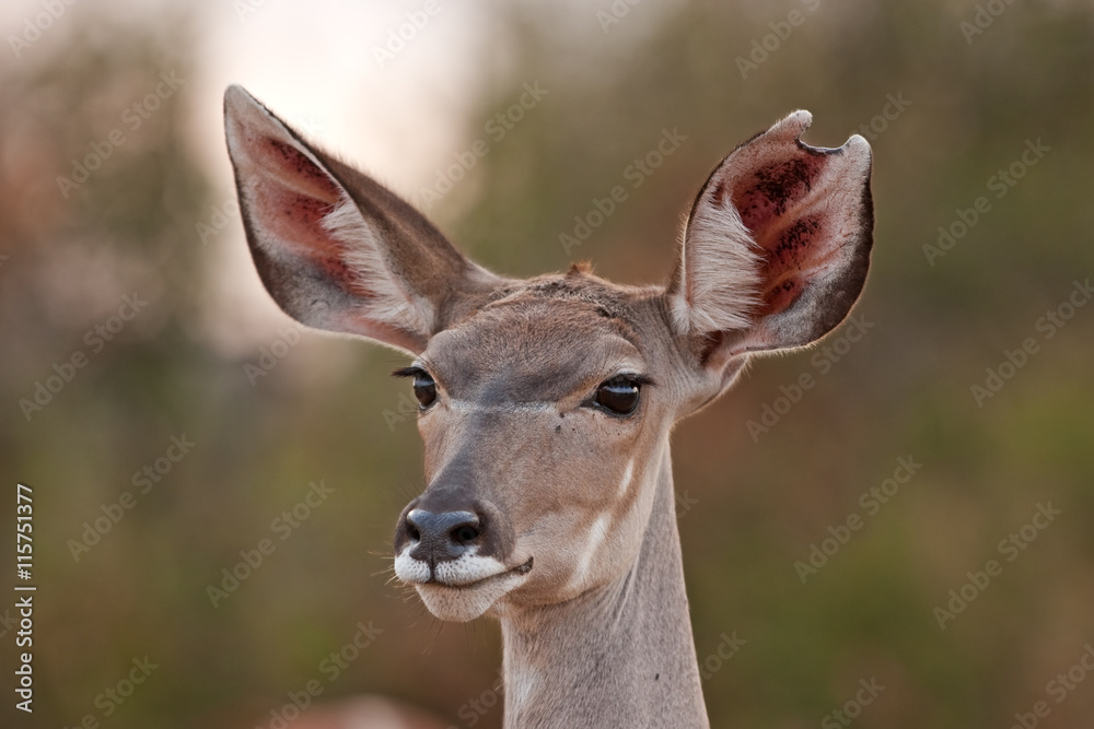 greater kudu, tragelaphus strepsiceros,kruger national park