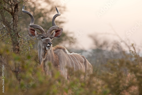 greater kudu, tragelaphus strepsiceros,kruger national park photo