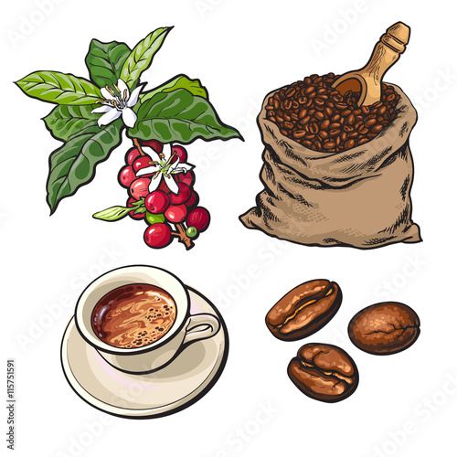 Evolution of coffee from berries to beans and espresso, sketch style vector illustration isolated on white background. Coffee on branch, in sack and ready for drinking