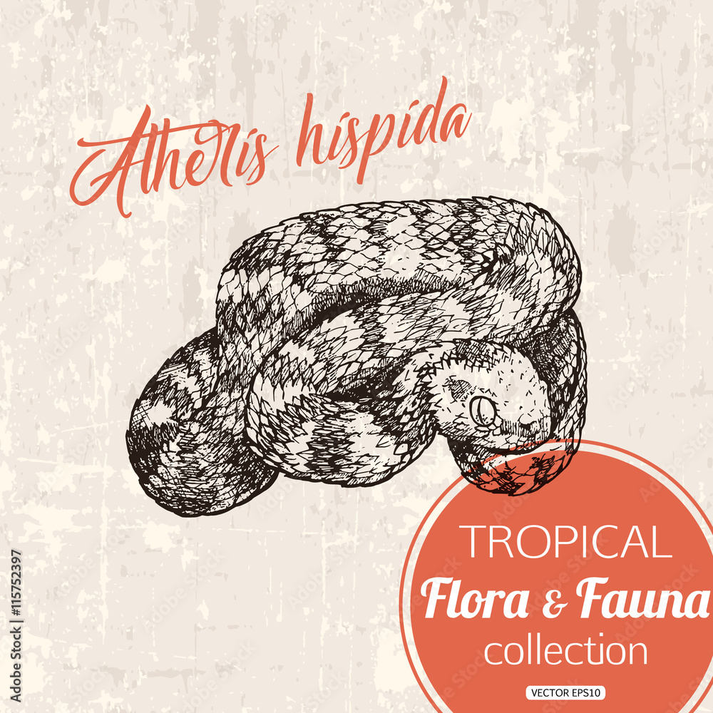 Fototapeta premium Exotic tropical snake atheris hispida hand drawn illustration. Tropic fauna, vector eps 10 format.