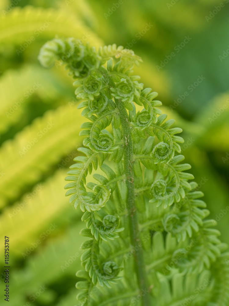 シダ植物 シダ植物