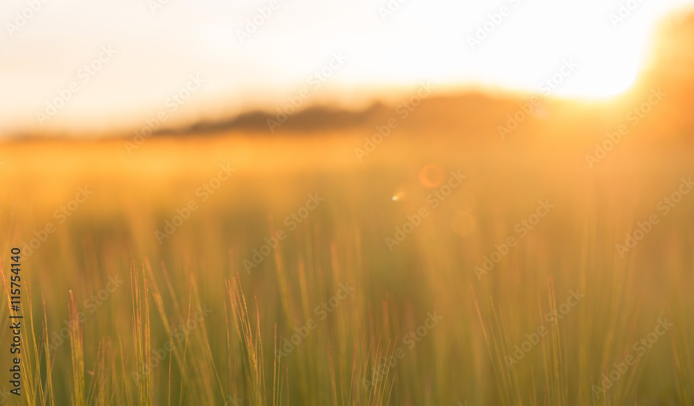 Field with barley crops during sunset