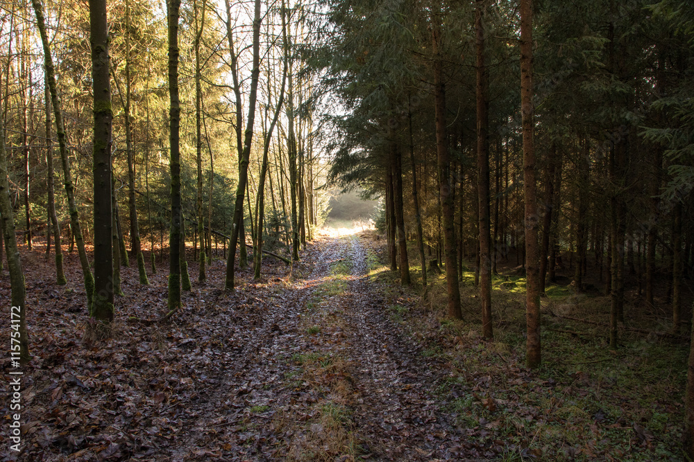 Waldweg im Herbst im Morgennebel Waldweg im Herbst im Morgennebel