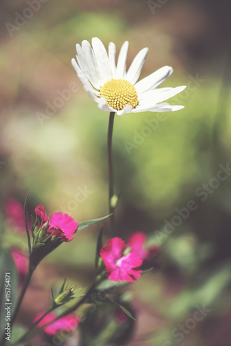 White daisy in natural gard...