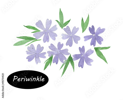 Photo Watercolor periwinkle isolated on white background