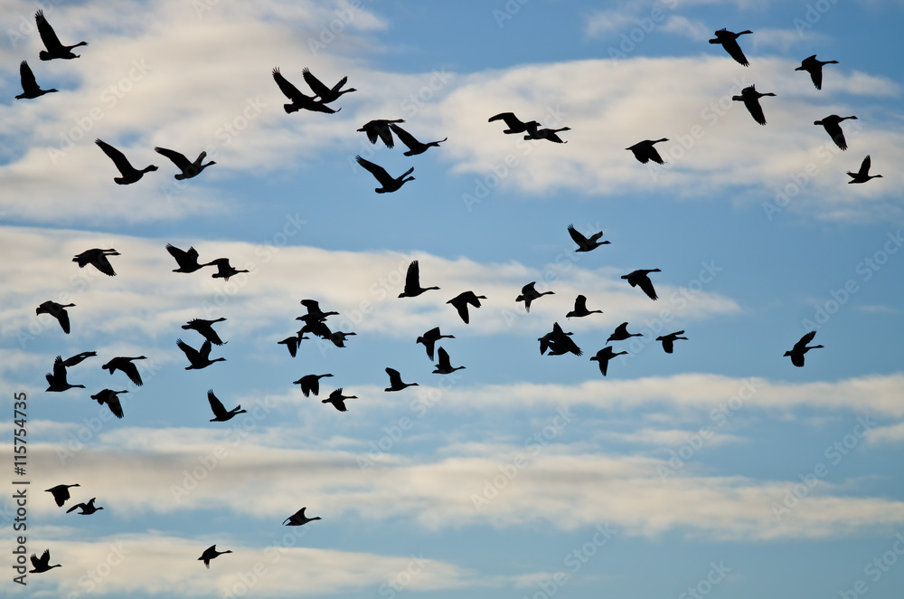 Large Flock of Geese Silhouetted in the Cloudy Sky Large Flock of Geese Silhouetted in the Cloudy Sky