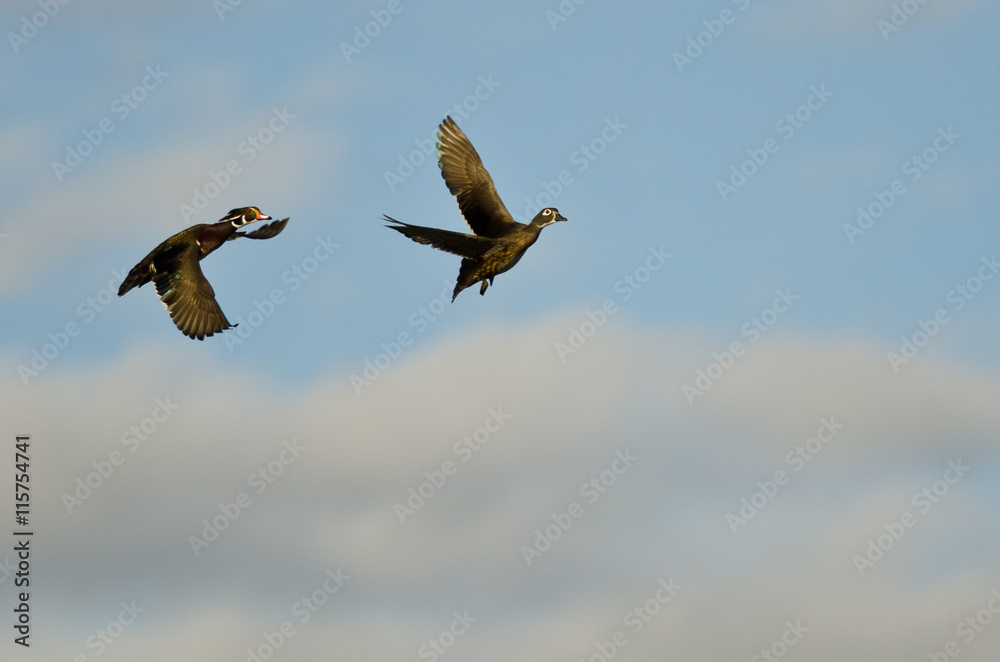 Obraz premium Pair of Wood Ducks Flying in a Cloudy Blue Sky