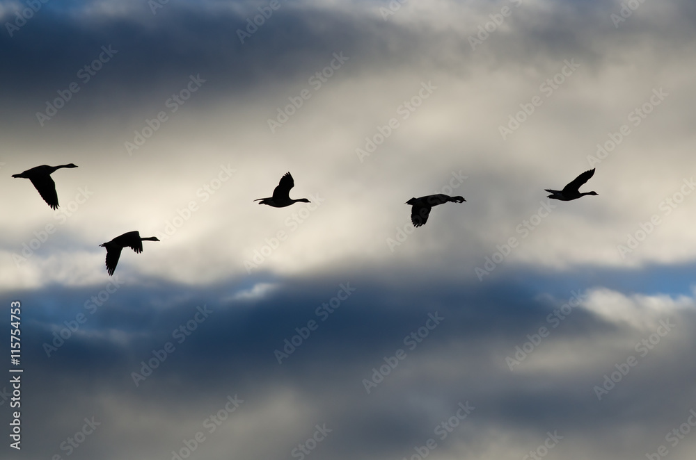 Fototapeta premium Flock of Geese Silhouetted in the Cloudy Sky