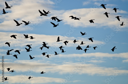 Large Flock of Geese Silhouetted in the Cloudy Sky