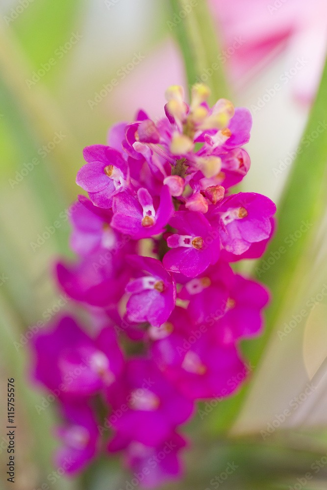 Purple orchid flowers in garden Purple orchid flowers in garden