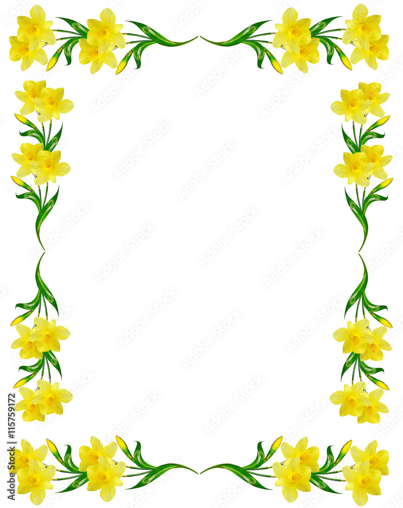 spring flowers narcissus isolated on white background spring flowers narcissus isolated on white background