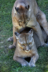 Crédence de cuisine Puma Couple de pumas en accouplement  © prmfoto