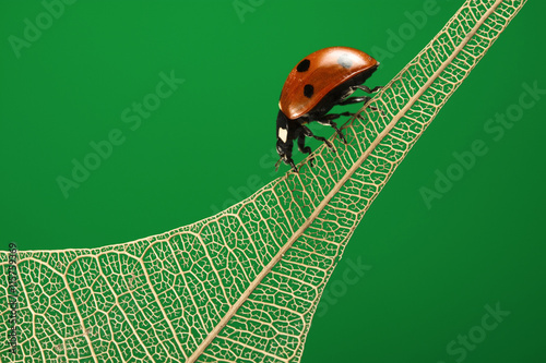 where have all the green leaves gone?