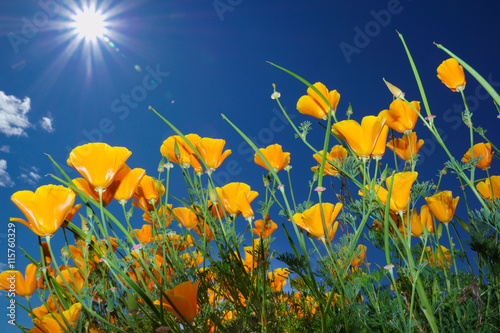Fototapeta Naklejka Na Ścianę i Meble -  Wild flowers and sun in blue sky