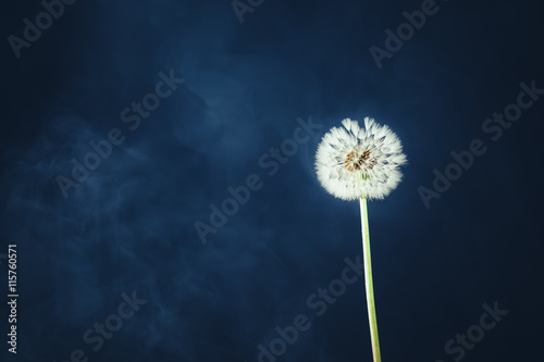 dandelion flower on fog background
