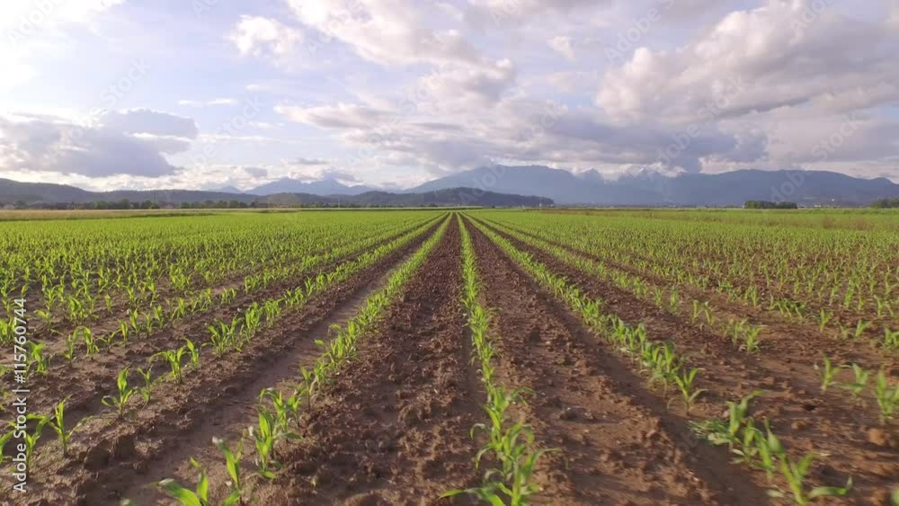 AERIAL: Flying above the rows of young small maize with mountains in background AERIAL: Flying above the rows of young small maize with mountains in background