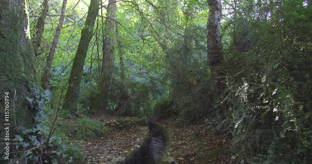 Stream flowing through a wooded area Stream flowing through a wooded area