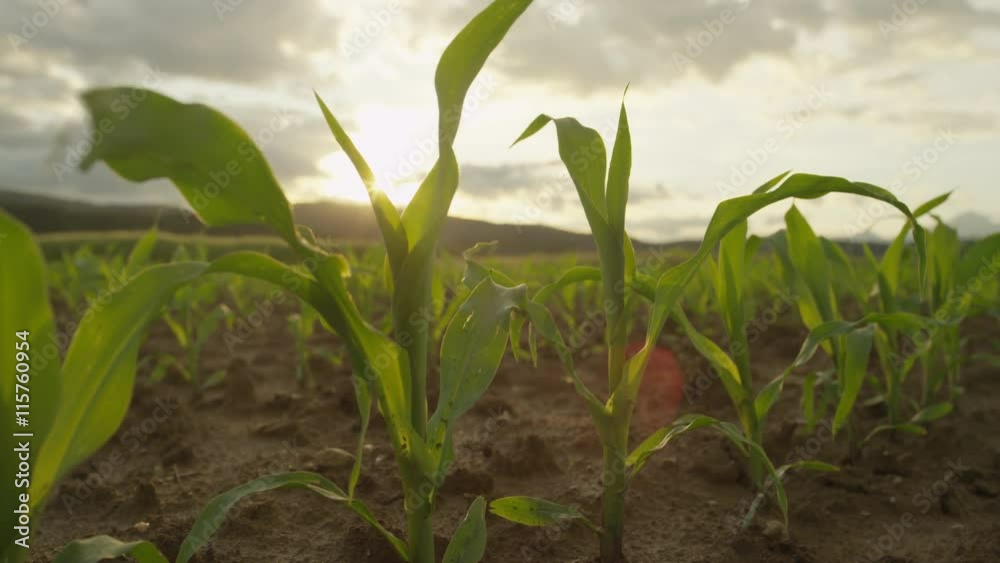 SLOW MOTION CLOSE UP: Young corn growing on a agricultural field at sunset SLOW MOTION CLOSE UP: Young corn growing on a agricultural field at sunset