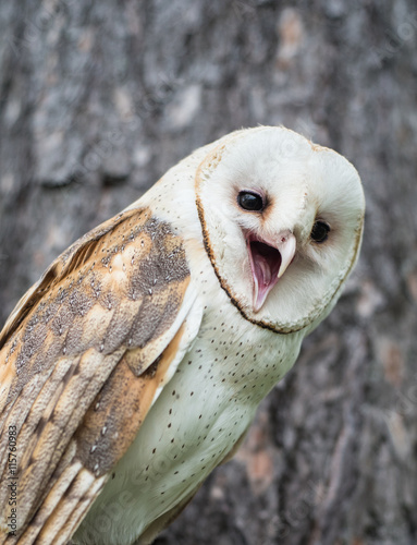 Fototapeta Naklejka Na Ścianę i Meble -  A Barn Owl (Tyto alba) hooting in the forest.
