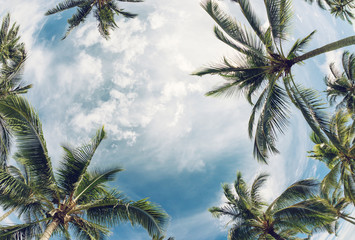 Wandcirkels Palmboom Palmboomkruinen tegen open lucht  © leekris