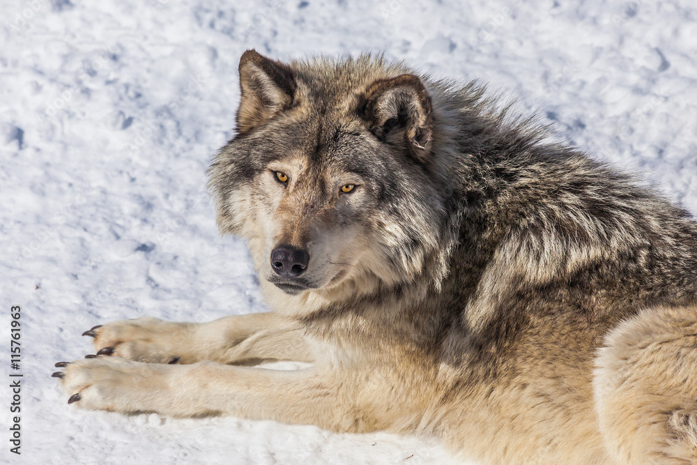 Naklejka premium Gray Wolf in the Snow Looking up at the Camera