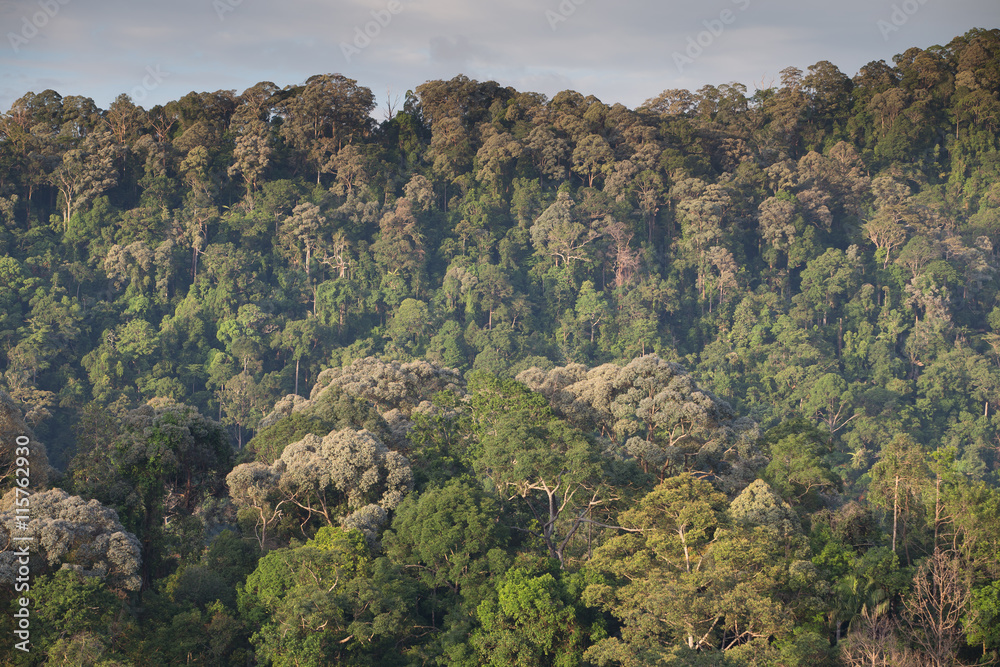 Hala-bala (Malayan Type Rainforest) landscape view