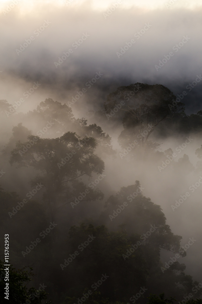 Hala-bala narathiwas the morning light landscape view (Rainfores