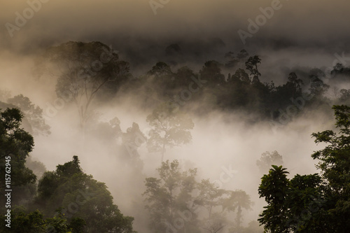 Hala-bala narathiwas the morning light landscape view (Rainfores