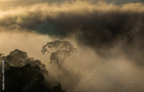 Hala-bala narathiwas the morning light landscape view (Rainfores