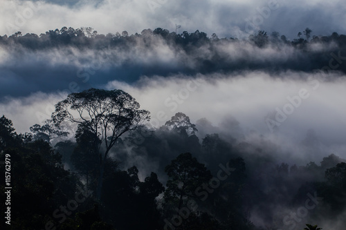 Hala-bala narathiwas the morning light landscape view (Rainfores photo