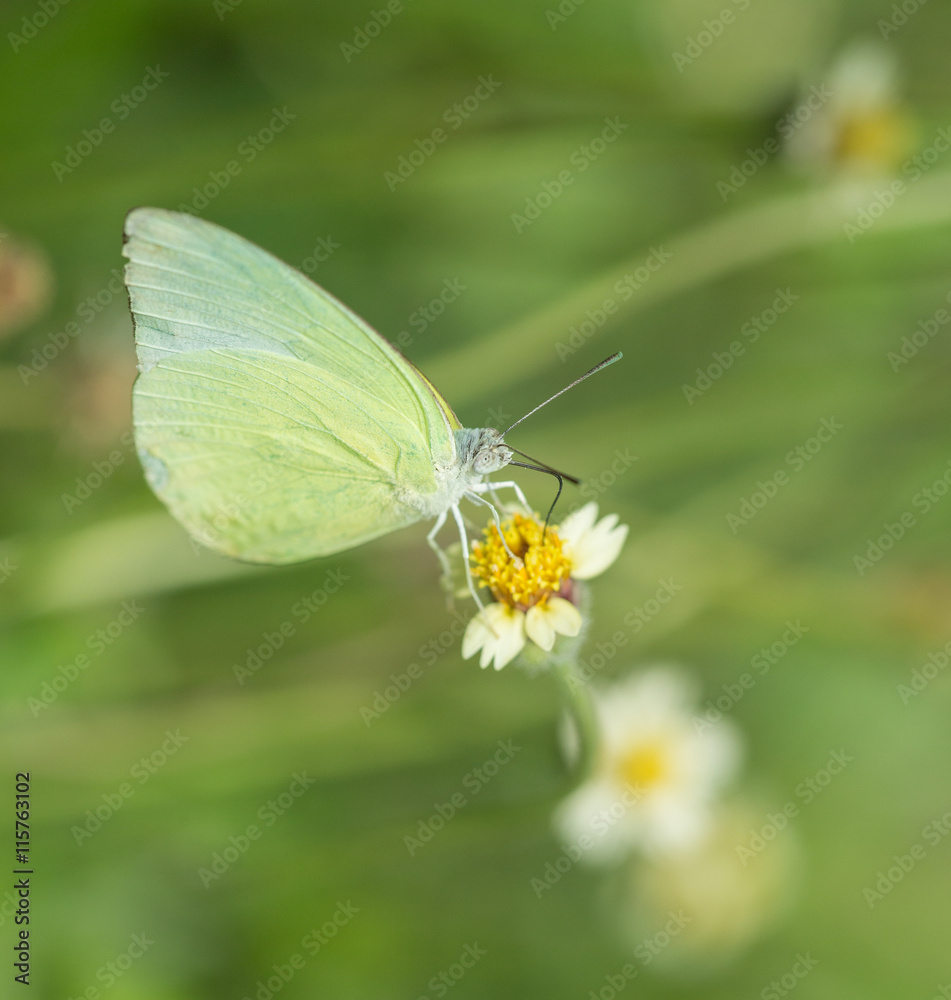 Common Grass Yellow butterfly (Eurema hecabe contubrenalis (Moor Common Grass Yellow butterfly (Eurema hecabe contubrenalis (Moor